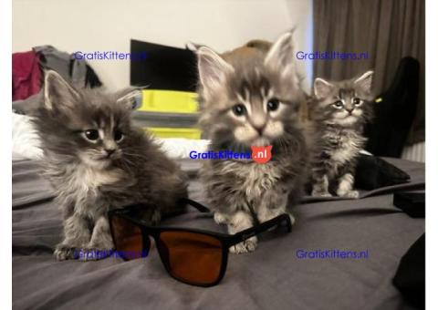 Fluffy, stamboom Maine Coon kittens.