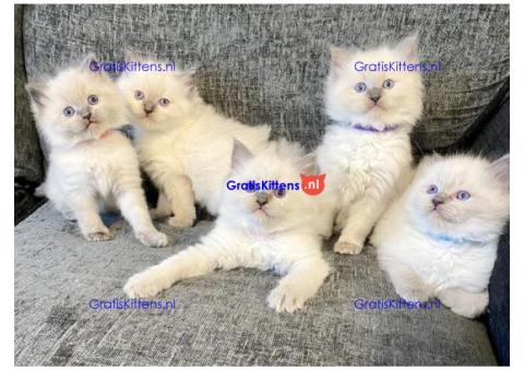 Ragdoll Kittens voor een nieuw thuis.