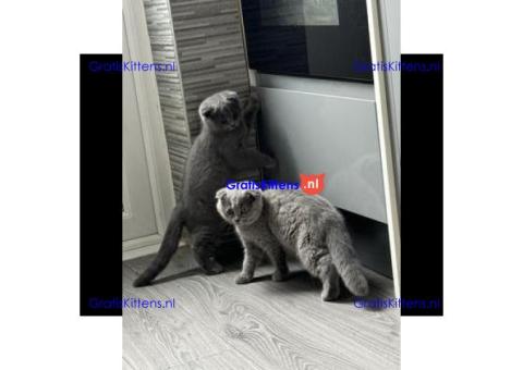 Geweldige blauwe Scottish Fold-kittens.