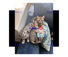 Super speelse grappige Bengaalse kittens beschikbaar.