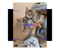 Koningsblauw zilverbruin bengaal. Stamboom en tica geregistreerd.