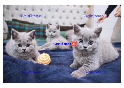 GCCF Stamboom Britse Korthaar Kittens.