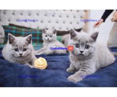 GCCF Stamboom Britse Korthaar Kittens.