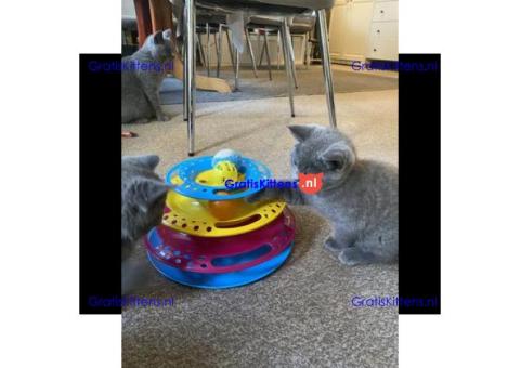 Blauwe Britse korthaar meisjes. Klaar voor een nieuw thuis