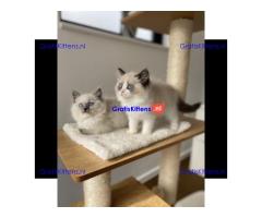 GCCF geregistreerde Ragdoll Kittens nu klaar.