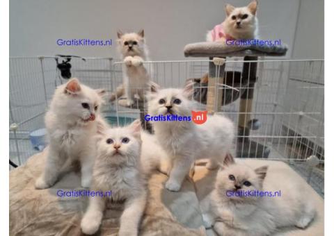 Stamboom Ragdoll met diepblauwe ogen.