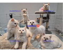 Stamboom Ragdoll met diepblauwe ogen.