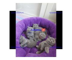 Britse Korthaar/Scottish Fold Blauw en Lilac kitten €150 Whatsapp-nummer: +32 460224753