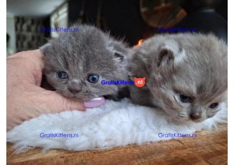 Liefdevolle en sociale Britse korthaar kittens