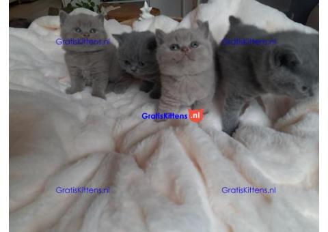 Liefdevolle en sociale Britse korthaar kittens