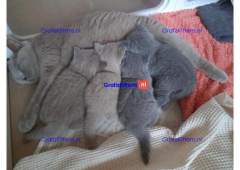 Liefdevolle en sociale Britse korthaar kittens