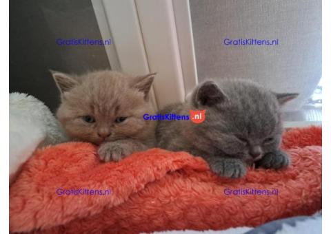 Liefdevolle en sociale Britse korthaar kittens