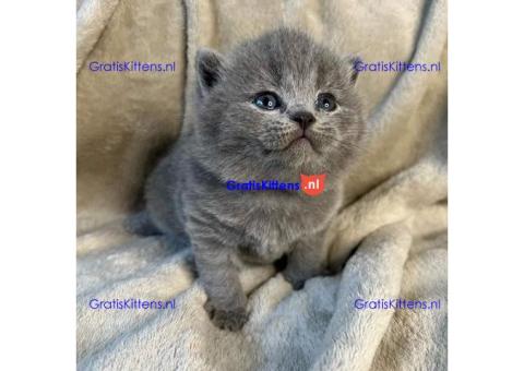 Liefdevolle en sociale Britse korthaar kittens