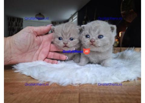 Liefdevolle en sociale Britse korthaar kittens