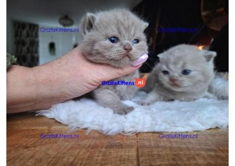 Liefdevolle en sociale Britse korthaar kittens