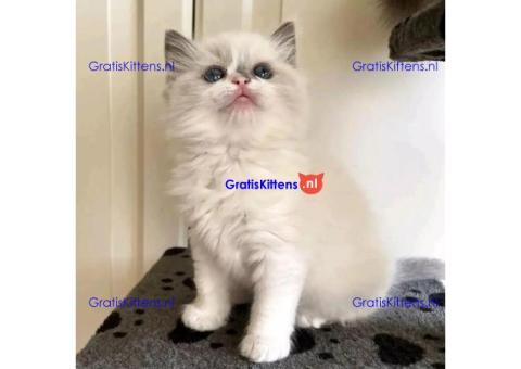 Gezonde sphynix, bengal, chatreuax, ragdoll en europese korthaar kittens
