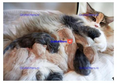 Gezonde sphynix, bengal, chatreuax, ragdoll en europese korthaar kittens