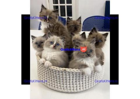 Gezonde sphynix, bengal, chatreuax, ragdoll en europese korthaar kittens