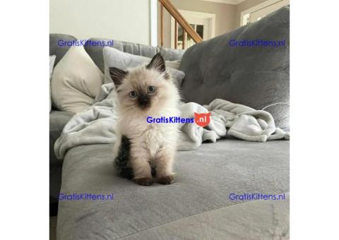 Gezonde sphynix, bengal, chatreuax, ragdoll en europese korthaar kittens