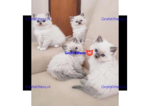 Gezonde sphynix, bengal, chatreuax, ragdoll en europese korthaar kittens