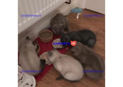 Gezonde sphynix, bengal, chatreuax, ragdoll en europese korthaar kittens