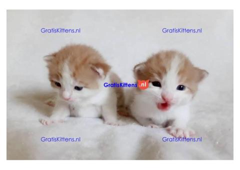 Gezonde sphynix, bengal, chatreuax, ragdoll en europese korthaar kittens