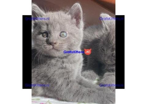 Gezonde sphynix, bengal, chatreuax, ragdoll en europese korthaar kittens