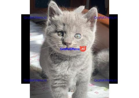 Gezonde sphynix, bengal, chatreuax, ragdoll en europese korthaar kittens
