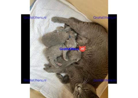 Gezonde sphynix, bengal, chatreuax, ragdoll en europese korthaar kittens