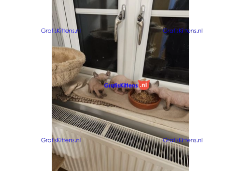 Gezonde sphynix, bengal, chatreuax, ragdoll en europese korthaar kittens
