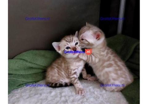 Gezonde sphynix, bengal, chatreuax, ragdoll en europese korthaar kittens