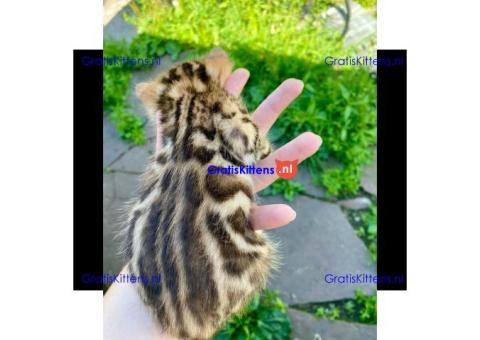 Gezonde sphynix, bengal, chatreuax, ragdoll en europese korthaar kittens