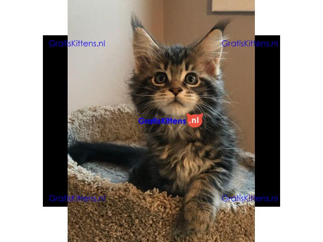 Maine Coon kruising kittens