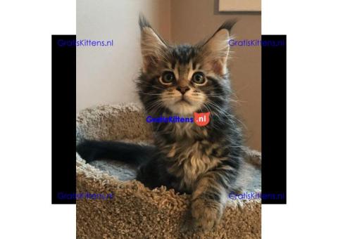 Maine Coon kruising kittens