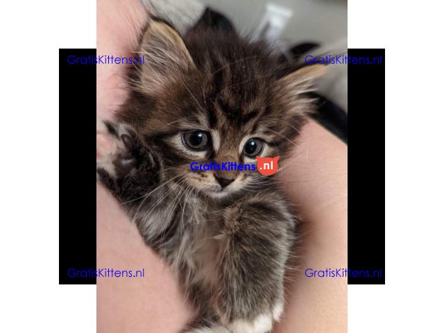 Maine Coon kruising kittens