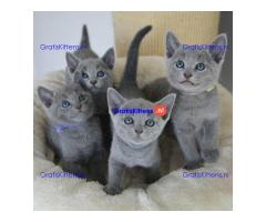 Schattige en vrije Russische Blauwe kittens voor gratis adoptie