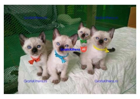 Prachtige Siamese kittens beschikbaar voor gratis adoptie