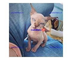 Munchkin sphynx kittens voor gratis adoptie