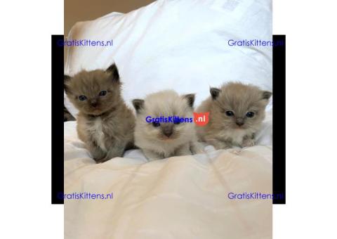 Gezonde sphynix, bengal, chatreuax, ragdoll en europese korthaar kittens