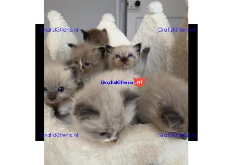 Gezonde sphynix, bengal, chatreuax, ragdoll en europese korthaar kittens