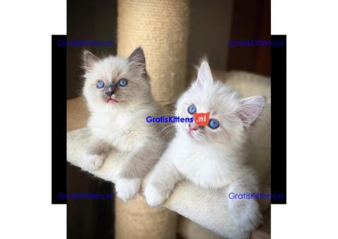 Gezonde sphynix, bengal, chatreuax, ragdoll en europese korthaar kittens