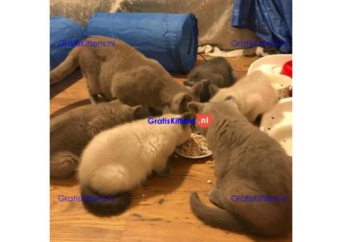 Gezonde sphynix, bengal, chatreuax, ragdoll en europese korthaar kittens