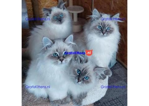 Gezonde sphynix, bengal, chatreuax, ragdoll en europese korthaar kittens