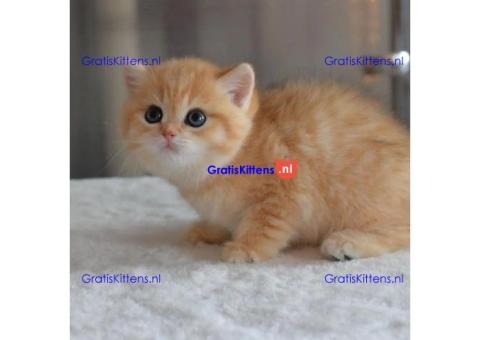 Gezonde sphynix, bengal, chatreuax, ragdoll en europese korthaar kittens