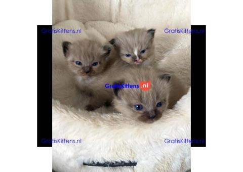 Gezonde sphynix, bengal, chatreuax, ragdoll en europese korthaar kittens