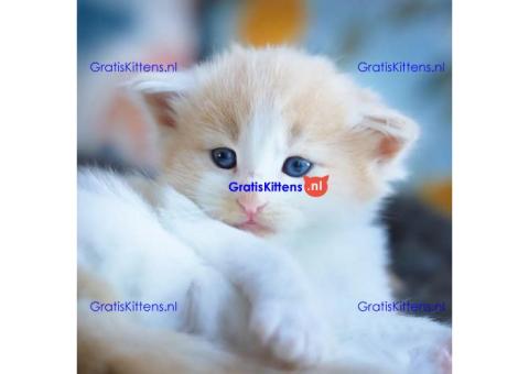 Gezonde sphynix, bengal, chatreuax, ragdoll en europese korthaar kittens