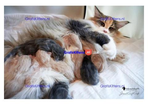 Gezonde sphynix, bengal, chatreuax, ragdoll en europese korthaar kittens