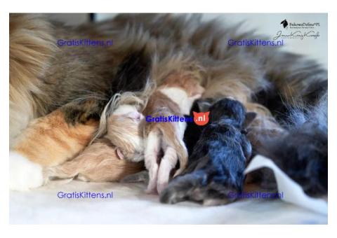 Gezonde sphynix, bengal, chatreuax, ragdoll en europese korthaar kittens