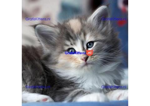 Gezonde sphynix, bengal, chatreuax, ragdoll en europese korthaar kittens