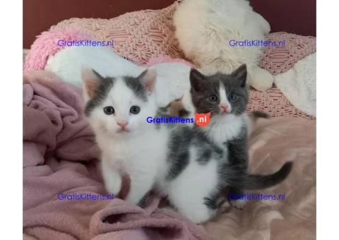 Gezonde sphynix, bengal, chatreuax, ragdoll en europese korthaar kittens